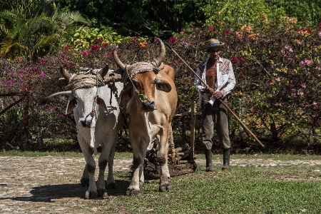 Bauernhof vieh säugetier landwirtschaft Foto