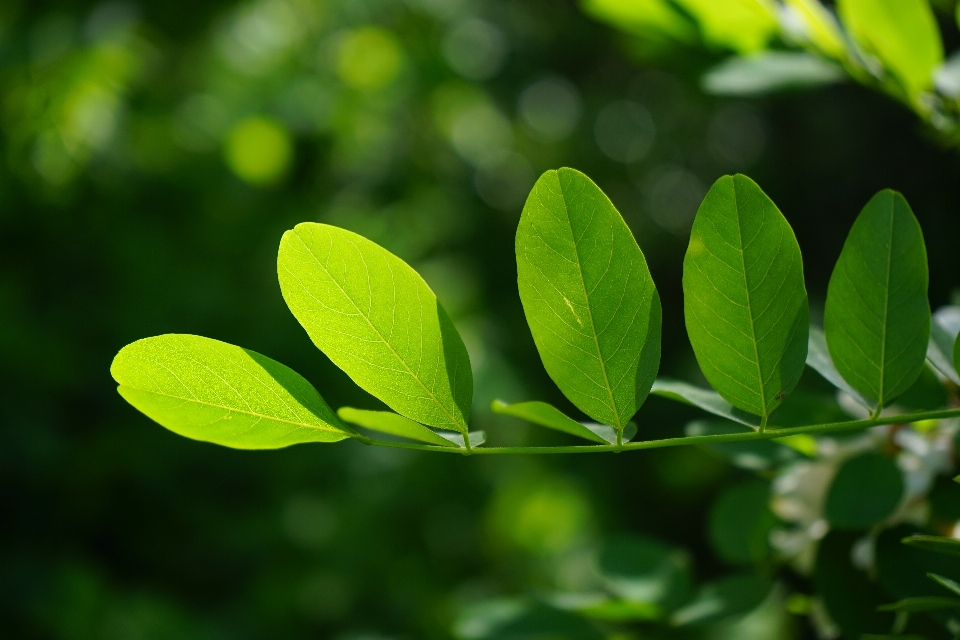 Drzewo natura trawa oddział