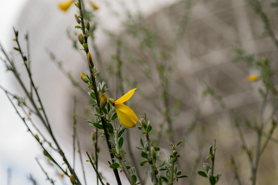 Natur gras zweig blüte