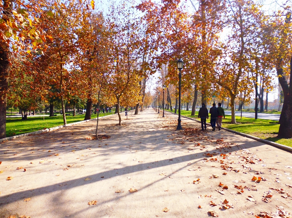 Ağaç doğa yol yaprak