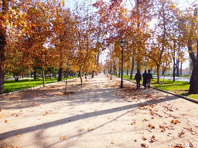 Foto árvore natureza estrada folha