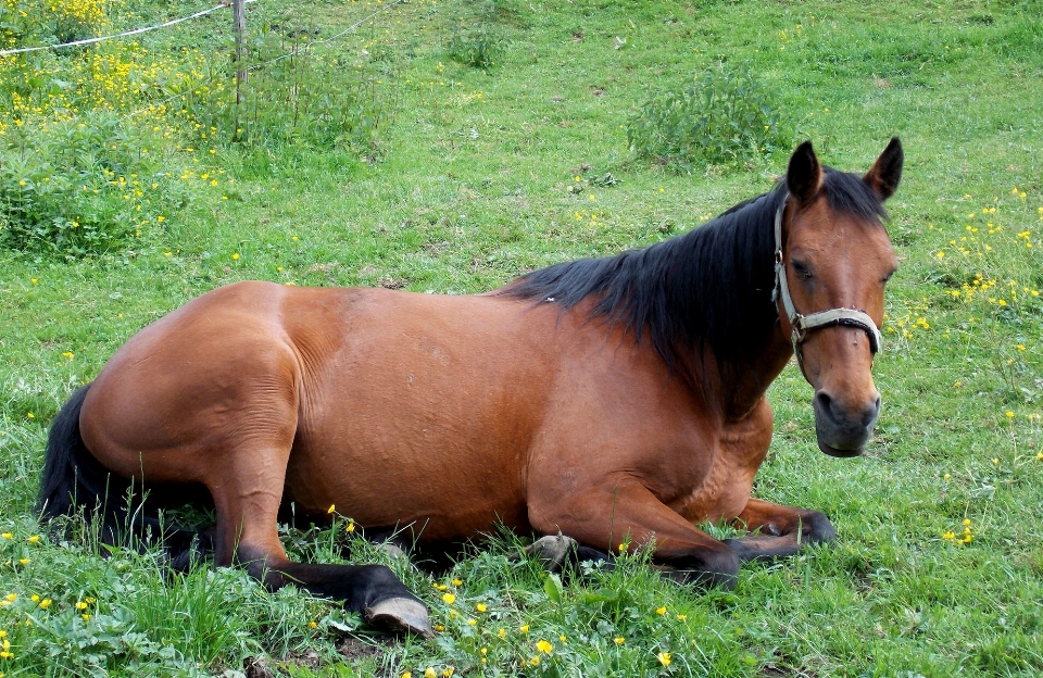 Natura erba prato
 animale