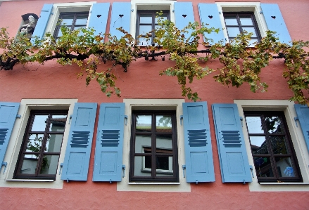 Architecture wine house flower Photo