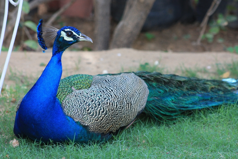 Alam burung satwa margasatwa