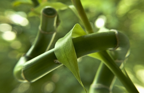 Zdjęcie Drzewo natura las trawa