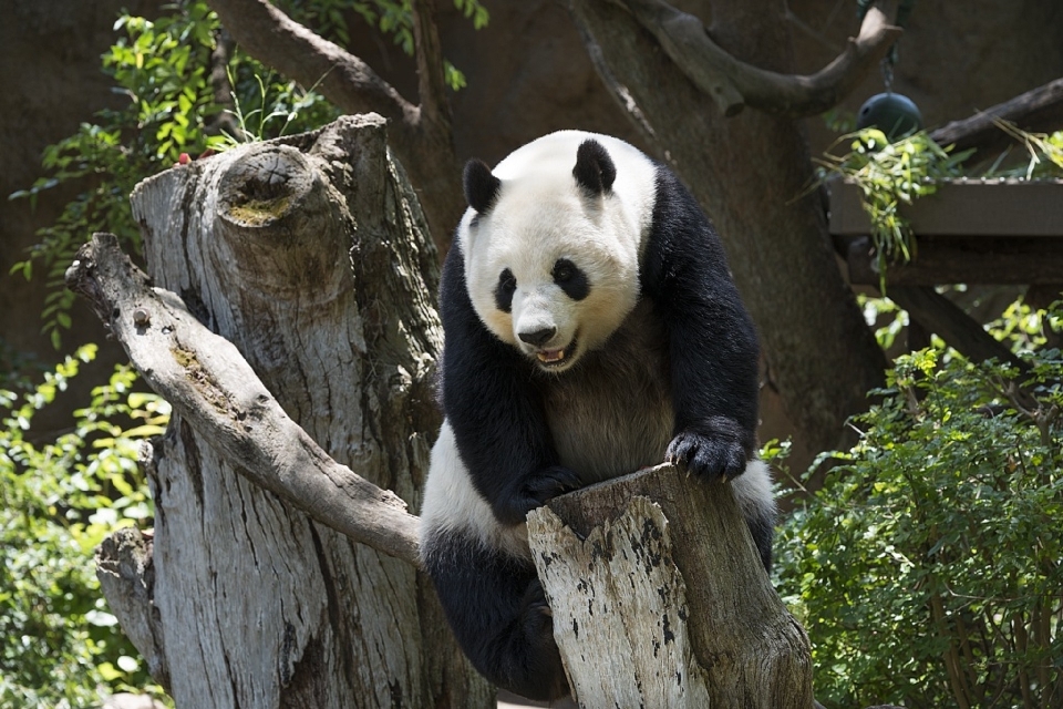 Natura bianco animale carino