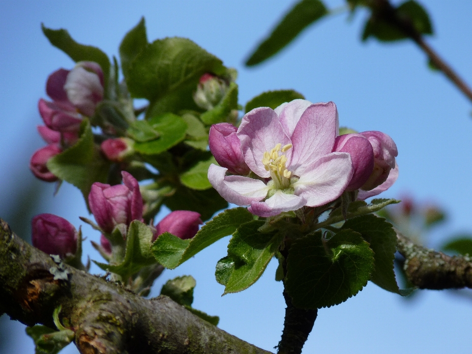 Apple árvore natureza filial