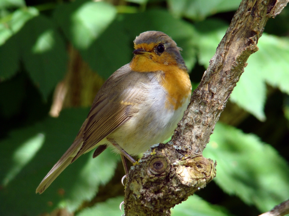 Naturaleza rama pájaro flor