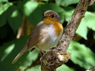 Foto Alam cabang burung bunga