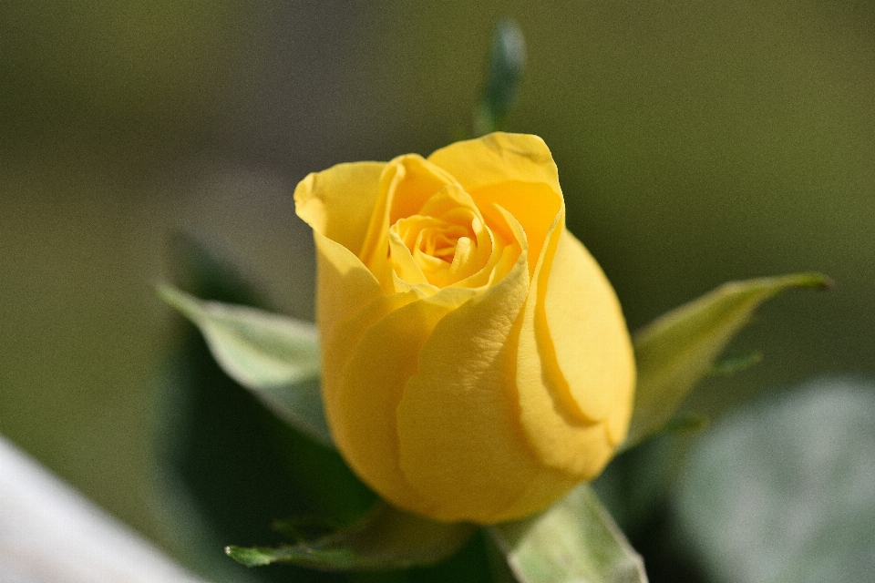 Florescer plantar fotografia flor