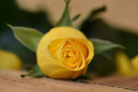 花 植物 木 写真撮影 写真