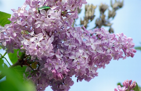 Zweig blüte anlage blume Foto