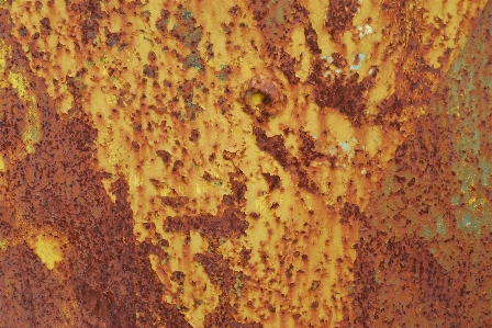 Tree texture leaf rust Photo