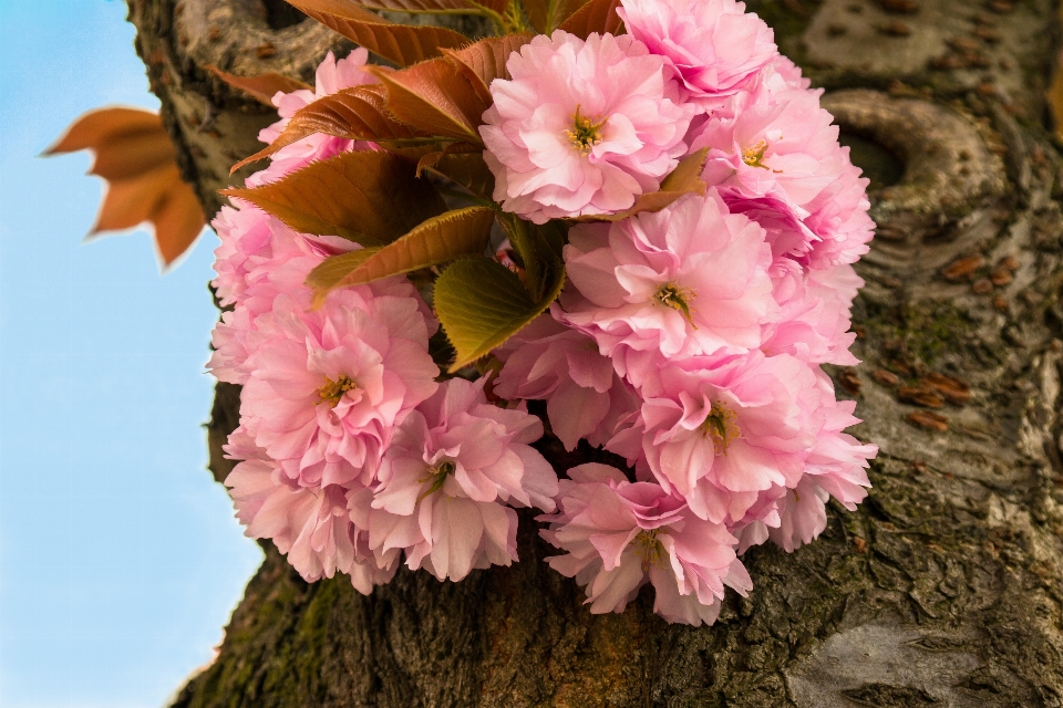 花 植物 花弁 咲く