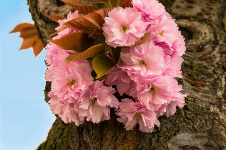 Blossom plant flower petal Photo