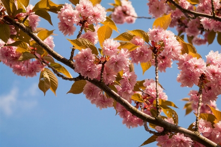 Tree branch blossom plant Photo