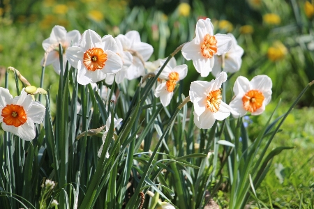 Nature blossom plant white Photo