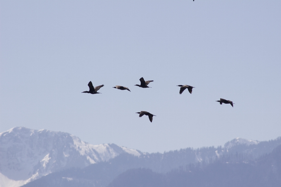 Natur vogel flügel himmel