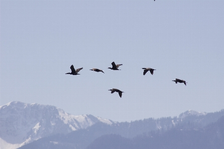 Nature bird wing sky Photo