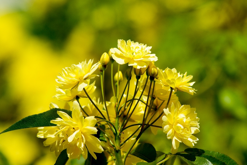 Nature fleurir usine prairie
