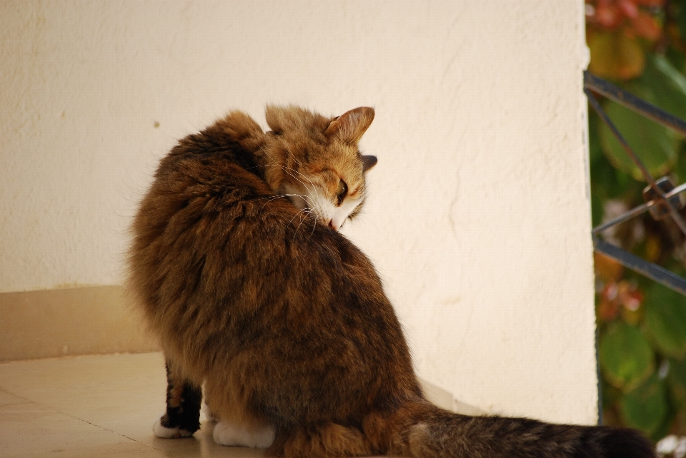 Kätzchen katze katzenartig tabby
