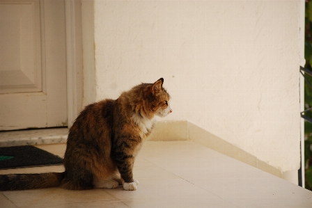 Katze tabby
 säugetier fauna Foto