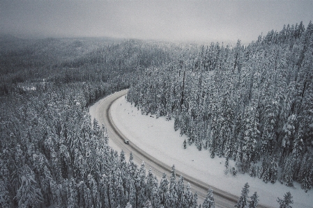 Landscape tree forest branch Photo