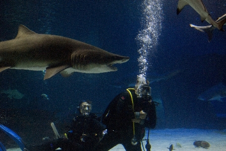 Diving wildlife underwater biology Photo