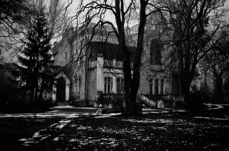 Arbre hiver noir et blanc
 architecture