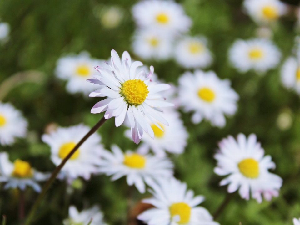 Nature grass blossom plant