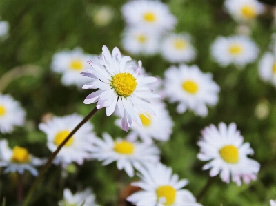 Nature grass blossom plant Photo