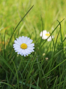 Nature grass blossom plant Photo