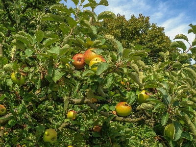 Foto Apple árbol naturaleza planta