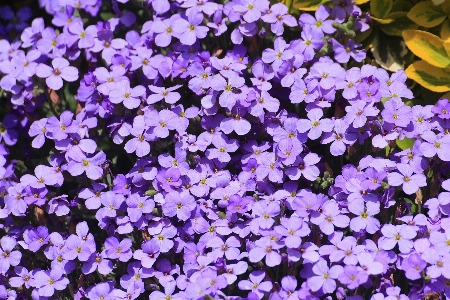 Foto Florescer plantar flor roxo