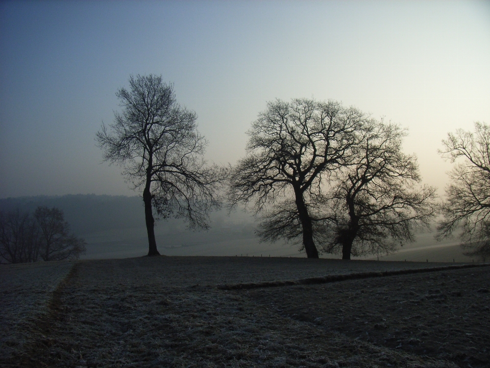 Landscape tree nature branch