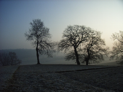 Landscape tree nature branch Photo