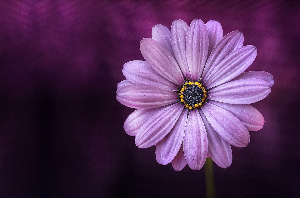 Nature blossom plant photography