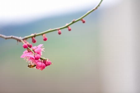 Landscape branch blossom plant Photo