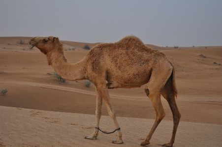 Landscape sand desert dune Photo