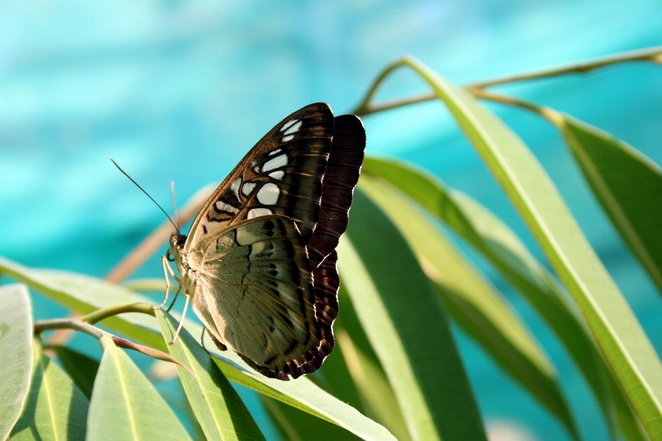 Nature wing flower green