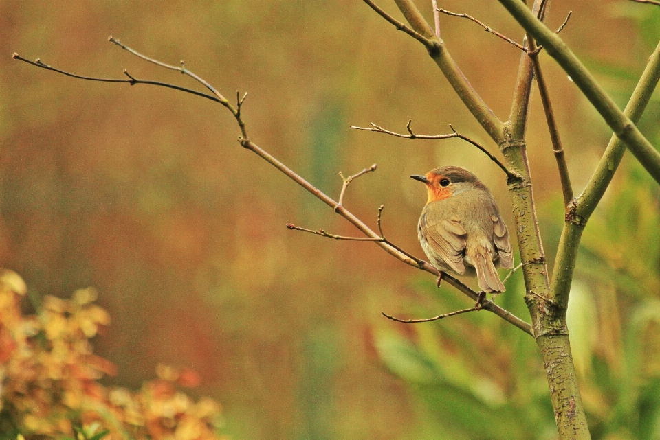 Nature bifurquer oiseau prairie
