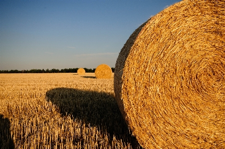 Anlage heu ballen
 feld Foto