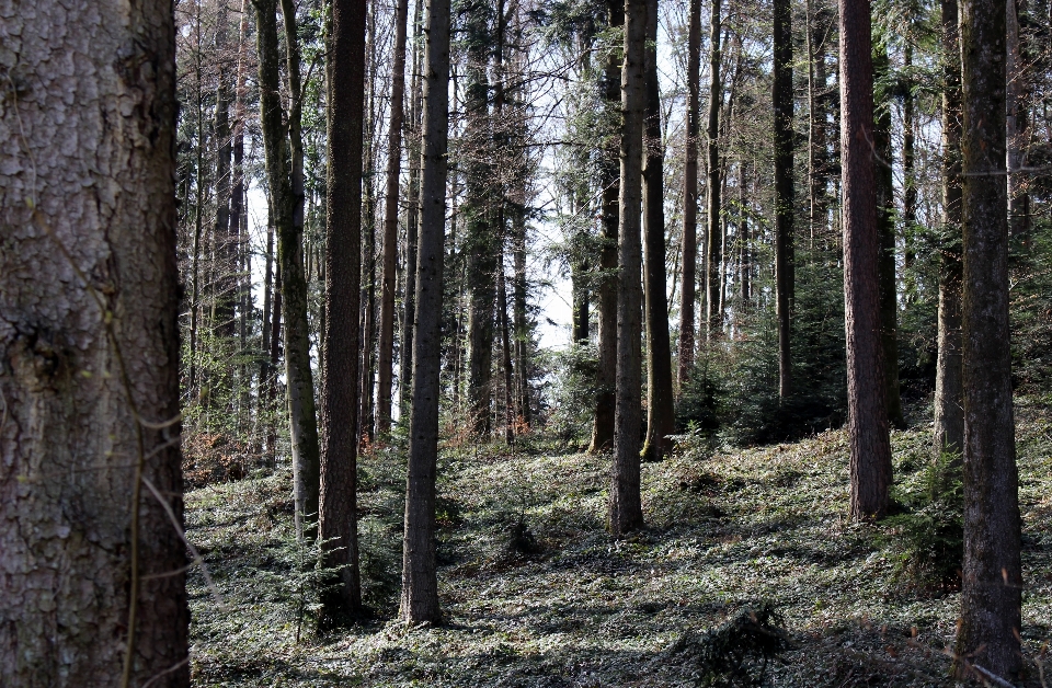 Arbre nature forêt région sauvage
