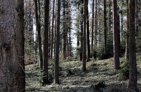 Zdjęcie Drzewo natura las pustynia
