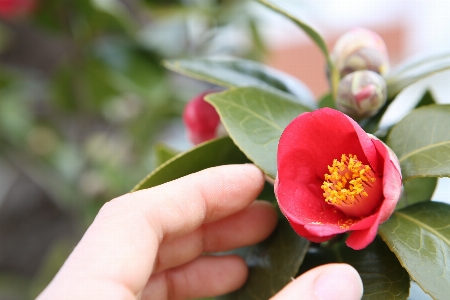 Blossom plant leaf flower Photo