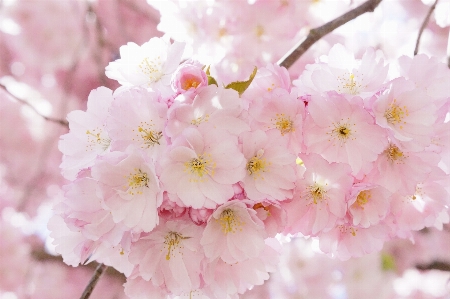 Tree branch blossom plant Photo