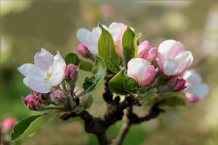 Foto Filial florescer plantar fruta