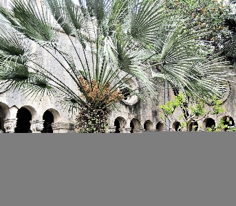 Tree branch plant column Photo