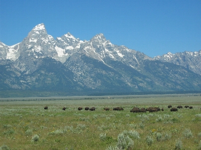 Landscape nature grass wilderness Photo