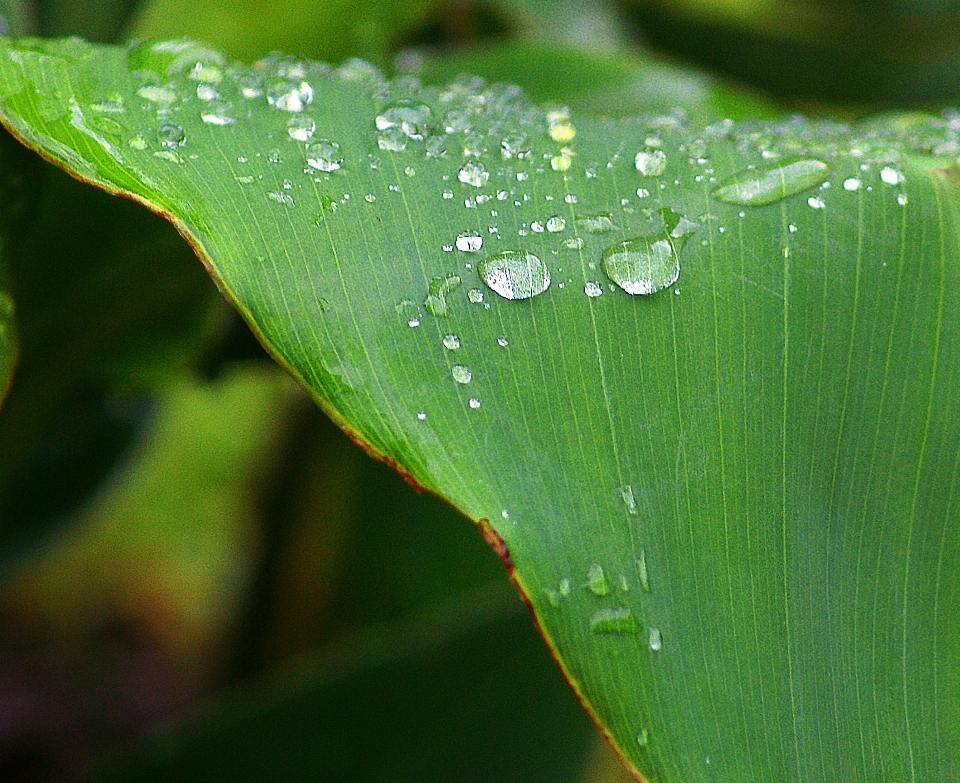 Water nature grass drop